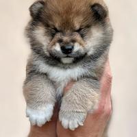 Shiba Inu con Pedigree