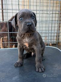 Cane corso