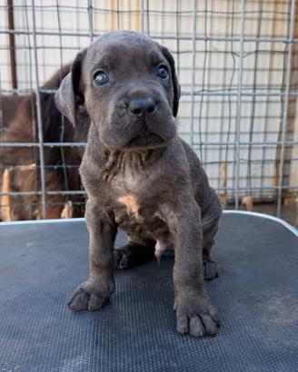 Cane corso