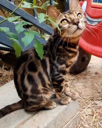 Bengala Lynx Point & Brown Spotted