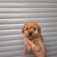 Barboncino mini toy albicocca maschietto