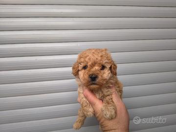 Barboncino mini toy albicocca maschietto