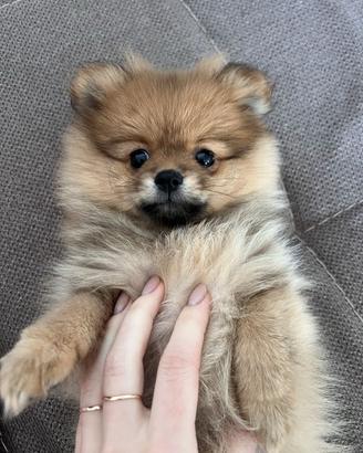 Volpino spitz Pomerania