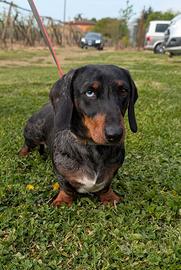 Bassotto nano per accoppiamento