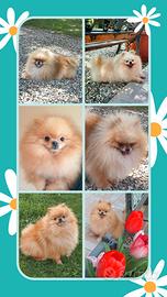 Spitz Pomerania PER ACCOPPIAMENTO