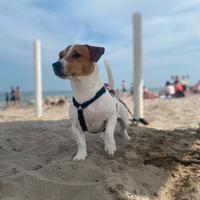 Jack russell terrier per monta
