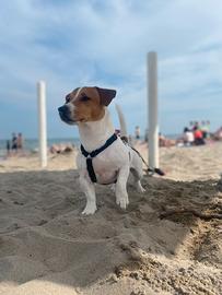 Jack russell terrier per monta