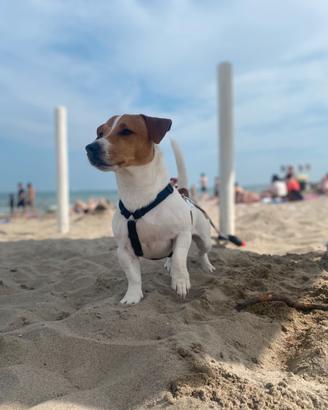 Jack russell terrier per monta