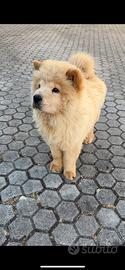 Cucciolo di chow chow
