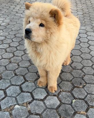 Cucciolo di chow chow