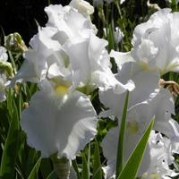 Piante di giaggiolo o Iris Germanica