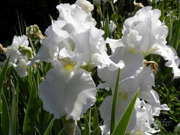 Piante di giaggiolo o Iris Germanica