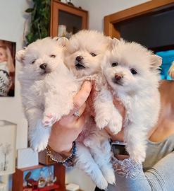 Volpino di pomerania