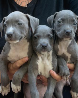 Cuccioli di PITBULL blue Nose occhi azzurri