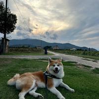 Disponibile per monta- Akita Inu maschio di 6 anni