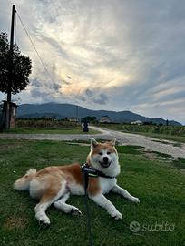 Disponibile per monta- Akita Inu maschio di 6 anni