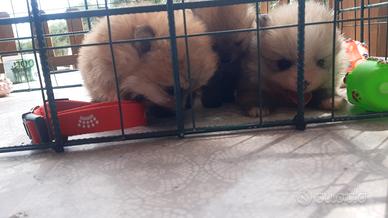 Volpini di pomerania toy