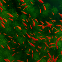 Corallini rossi Platy pesci acquario