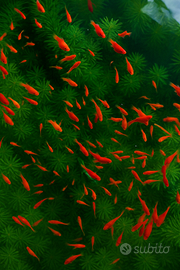 Corallini rossi Platy pesci acquario