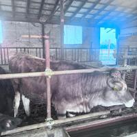 Vitella bruna alpina