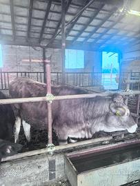 Vitella bruna alpina