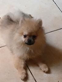 Pomerania nano