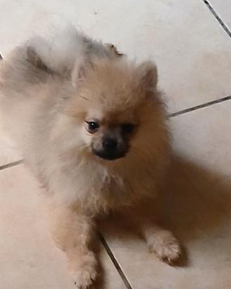 Pomerania nano