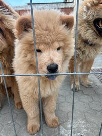 Cucciolo di chow chow