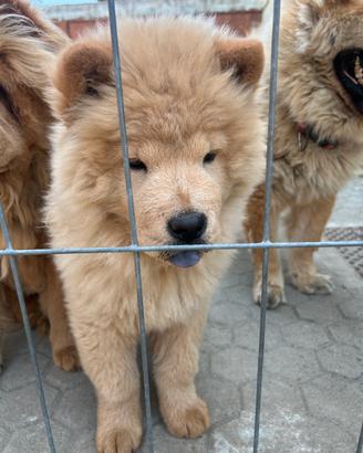 Cucciolo di chow chow