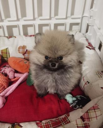 Volpino pomerania TOY cucciolo ROSSO