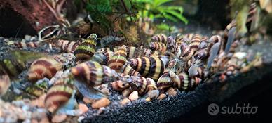 Lumaca Helena Killer