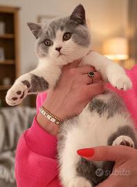 Gatto British Shortair