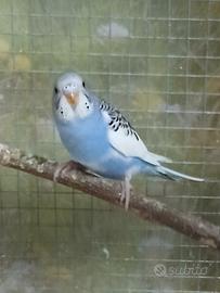 Vendita di parrocchetto cocorita