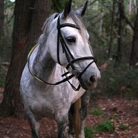 Cavalla irlandese