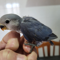 Pulli di inseparabili da imbecco