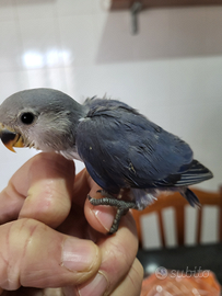 Pulli di inseparabili da imbecco