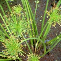 Piante acquatiche - Cyperus Haspan