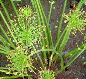 Piante acquatiche - Cyperus Haspan
