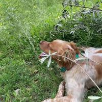 Epagneul Breton di razza