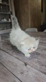 Gatto persiano