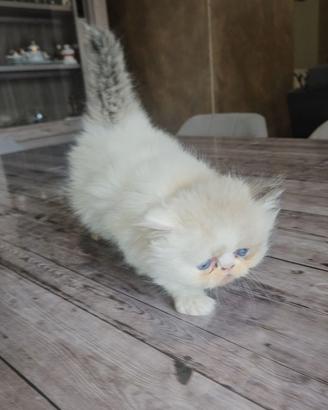 Gatto persiano
