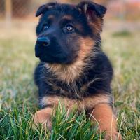 Cuccioli di pastore tedesco