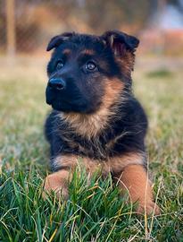 Cuccioli di pastore tedesco
