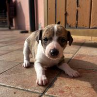 Cucciolo Whippet