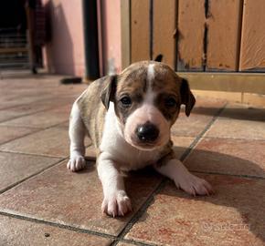Cucciolo Whippet