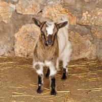 Capretto tibetano maschio