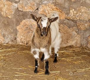 Capretto tibetano maschio