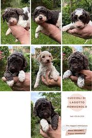CUCCIOLI DI LAGOTTO ROMAGNOLO (con pedigree)