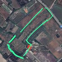 Oliveto fabbricabile