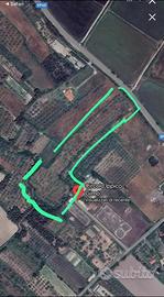 Oliveto fabbricabile